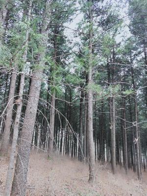 蛟河市天南林場人工紅松林（6.06公頃）果實采摘權30年